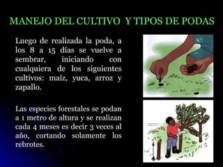 MANEJO DEL CULTIVO Y TIPOS DE PODAS
 Luego de realizada la poda, a
 los 8 a 15 días se vuelve a
 sembrar,     iniciando    con
 cualquiera de los siguientes
 cultivos: maíz, yuca, arroz y
 zapallo.

 Las especies forestales se podan
 a 1 metro de altura y se realizan
 cada 4 meses es decir 3 veces al
 año, cortando solamente los
 rebrotes.
 