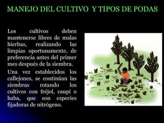 MANEJO DEL CULTIVO Y TIPOS DE PODAS

Los       cultivos     deben
mantenerse libres de malas
hierbas,    realizando    las
limpias oportunamente, de
preferencia antes del primer
mes después de la siembra.
Una vez establecidos los
callejones, se continúan las
siembras       rotando    los
cultivos con fréjol, caupí o
haba, que son especies
fijadoras de nitrógeno.
 