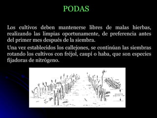 PODAS

Los cultivos deben mantenerse libres de malas hierbas,
realizando las limpias oportunamente, de preferencia antes
del primer mes después de la siembra.
Una vez establecidos los callejones, se continúan las siembras
rotando los cultivos con fréjol, caupí o haba, que son especies
fijadoras de nitrógeno.
 