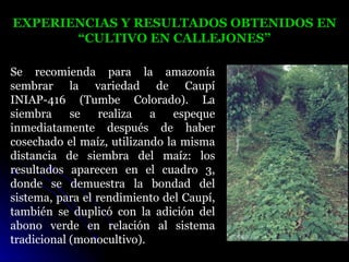 EXPERIENCIAS Y RESULTADOS OBTENIDOS EN
       “CULTIVO EN CALLEJONES”

Se recomienda para la amazonía
sembrar la variedad de Caupí
INIAP-416 (Tumbe Colorado). La
siembra     se    realiza  a   espeque
inmediatamente después de haber
cosechado el maíz, utilizando la misma
distancia de siembra del maíz: los
resultados aparecen en el cuadro 3,
donde se demuestra la bondad del
sistema, para el rendimiento del Caupí,
también se duplicó con la adición del
abono verde en relación al sistema
tradicional (monocultivo).
 
