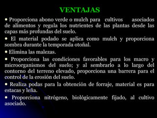 VENTAJAS
 Proporciona abono verde o mulch para cultivos     asociados
de alimentos y regula los nutrientes de las plantas desde las
capas más profundas del suelo.
 El material podado se aplica como mulch y proporciona
sombra durante la temporada otoñal.
 Elimina las malezas.
 Proporciona las condiciones favorables para los macro y
microorganismos del suelo; y al sembrarlo a lo largo del
contorno del terreno elevado, proporciona una barrera para el
control de la erosión del suelo.
 Realiza podas para la obtención de forraje, material es para
estacas y leña.
 Proporciona nitrógeno, biológicamente fijado, al cultivo
asociado.
 