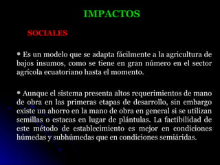 IMPACTOS
    SOCIALES

 Es un modelo que se adapta fácilmente a la agricultura de
bajos insumos, como se tiene en gran número en el sector
agrícola ecuatoriano hasta el momento.

 Aunque el sistema presenta altos requerimientos de mano
de obra en las primeras etapas de desarrollo, sin embargo
existe un ahorro en la mano de obra en general si se utilizan
semillas o estacas en lugar de plántulas. La factibilidad de
este método de establecimiento es mejor en condiciones
húmedas y subhúmedas que en condiciones semiáridas.
 