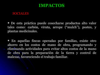 IMPACTOS
    SOCIALES

  De esta práctica puede cosecharse productos alto valor
tales como: carbón, viruta, arrope (“mulch”), postes, y
plantas medicinales.

  En aquellas fincas operadas por familias, existe otro
ahorro en los costos de mano de obra, programando y
eliminando actividades para evitar altos costos de la mano
de obra para la preparación de la tierra y control de
malezas, favoreciendo el trabajo familiar.
 