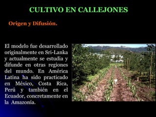 CULTIVO EN CALLEJONES
 Origen y Difusión.



El modelo fue desarrollado
originalmente en Sri-Lanka
y actualmente se estudia y
difunde en otras regiones
del mundo. En América
Latina ha sido practicado
en México, Costa Rica,
Perú y también en el
Ecuador, concretamente en
la Amazonía.
 