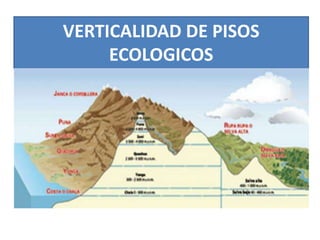 VERTICALIDAD DE PISOS
ECOLOGICOS
 