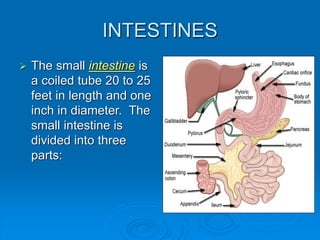 fdocuments.net_overview-the-digestive-system-digestive-system-the ...