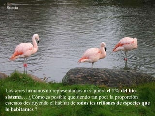 Los seres humanos no representamos ni siquiera  el 1% del bio-sistema … ¿ Cómo es posible que siendo tan poca la proporción estemos destruyendo el hábitat de  todos los trillones de especies que lo habitamos  ?   Suecia 