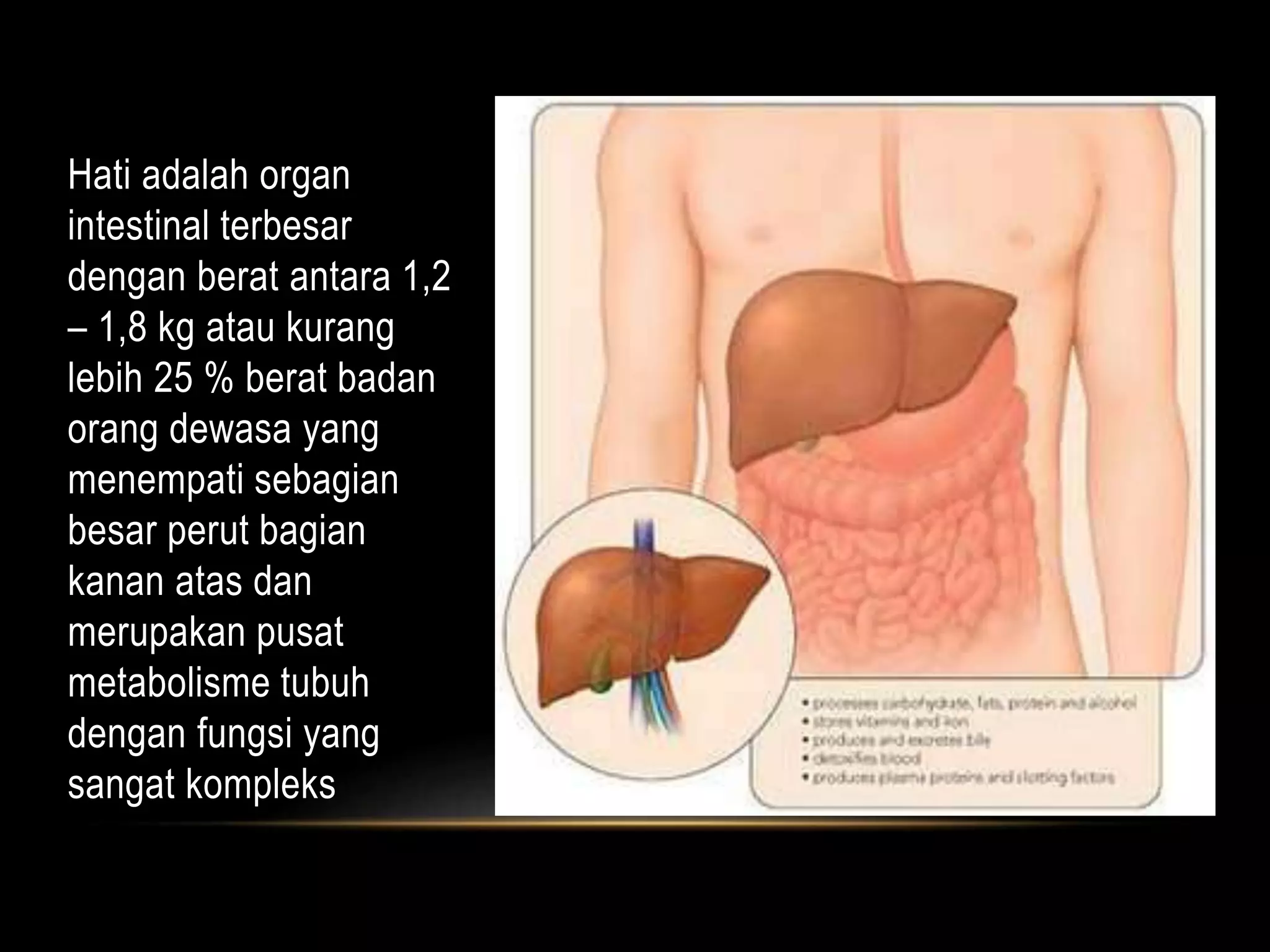 Hati adalah organ
intestinal terbesar
dengan berat antara 1,2
– 1,8 kg atau kurang
lebih 25 % berat badan
orang dewasa yang
menempati sebagian
besar perut bagian
kanan atas dan
merupakan pusat
metabolisme tubuh
dengan fungsi yang
sangat kompleks
 