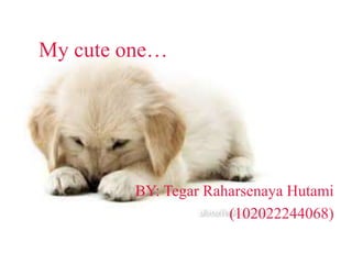 My cute one…
BY: Tegar Raharsenaya Hutami
(102022244068)
 