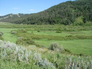 Photo by W. W. Little 
 