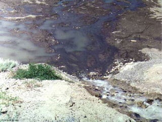 Photo by W. W. Little 
 