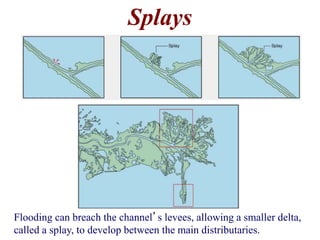 Splays 
Flooding can breach the channel’s levees, allowing a smaller delta, 
called a splay, to develop between the main distributaries. 
 