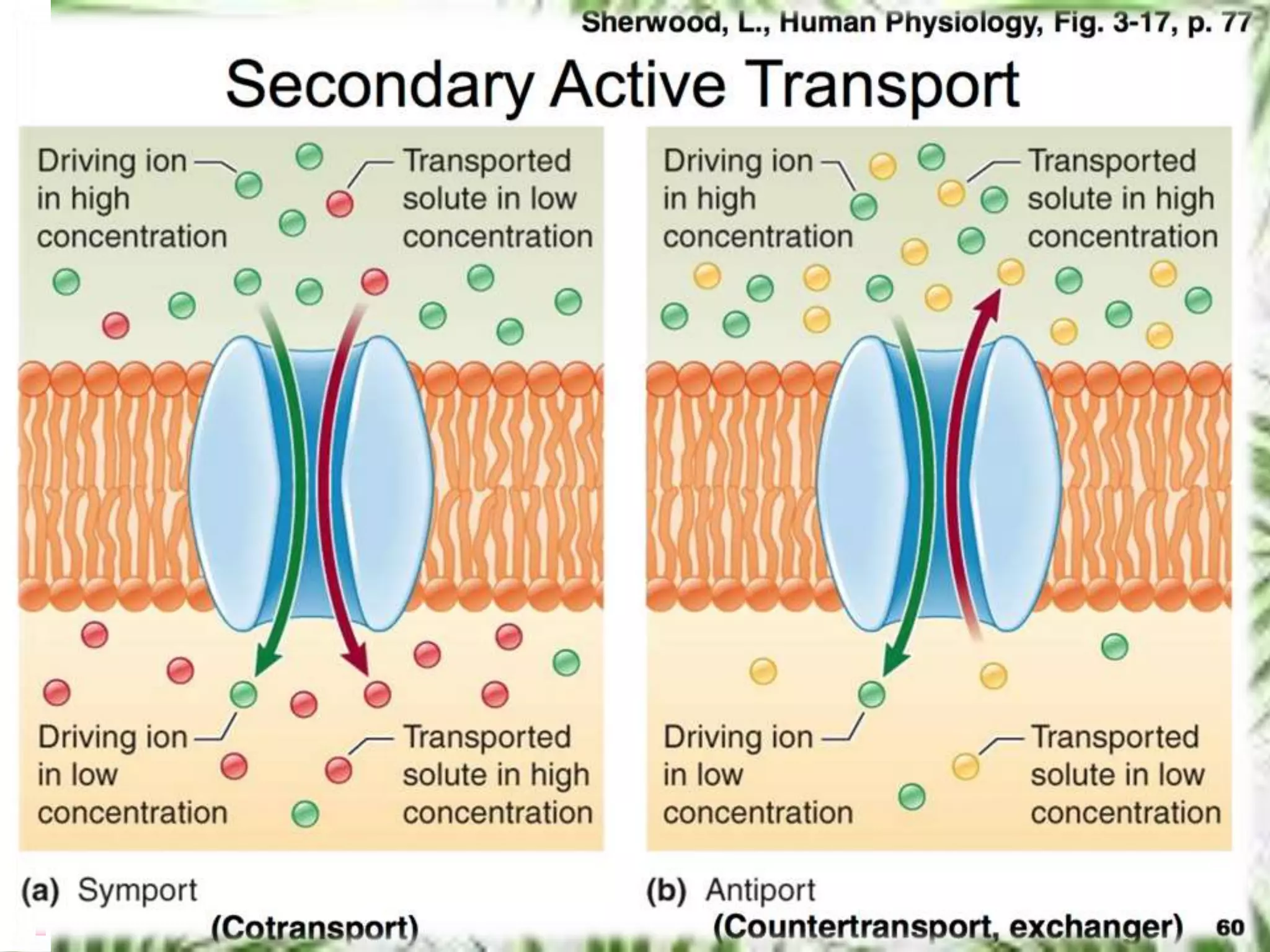 types of transporters | PPTX