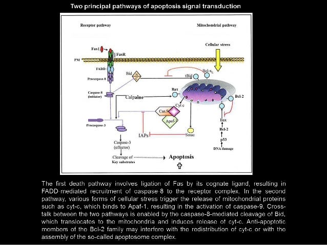 Endocrine signaling picture