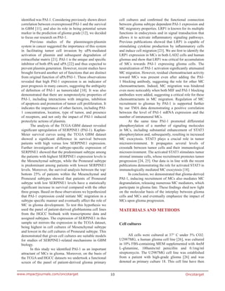 Oncotarget10www.impactjournals.com/oncotarget
identified was PAI-1. Considering previously shown direct
correlation between overexpressed PAI-1 and the survival
in GBM [11], and also its role in being potential serum
marker in the prediction of glioma grade [12], we decided
to focus our research on PAI-1.
Previous studies of the plasminogen-plasmin
system in cancer suggested the importance of this system
in facilitating tumor cell invasion by uPA-mediated
activation of plasmin and subsequent degradation of
extracellular matrix [21]. PAI-1 is the unique and specific
inhibitor of both tPA and uPA [22] and thus expected to
prevent plasmin generation. However, recent studies have
brought forward another set of functions that are distinct
from original function of uPA/PAI-1. These observations
revealed that high PAI-1 expression is an indicator of
poor prognosis in many cancers, suggesting the ambiguity
of definition of PAI-1 as tumoricidal [10]. It was also
demonstrated that there are nonproteolytic properties of
PAI-1, including interactions with integrins, inhibition
of apoptosis and promotion of tumor cell proliferation. It
indicates the importance of other factors, including PAI-
1 concentration, location, type of tumor, and presence
of receptors, and not only the impact of PAI-1 induced
proteolytic actions of plasmin.
The analysis of the TCGA GBM dataset revealed
significant upregulation of SERPINE1 (PAI-1). Kaplan-
Meier survival curves using the TCGA GBM dataset
showed a significant difference in survival between
patients with high versus low SERPINE1 expression.
Further investigation of subtype-specific expression of
SERPINE1 showed that the predominant subtype among
the patients with highest SERPINE1 expression levels is
the Mesenchymal subtype, while the Proneural subtype
is predominant among patients with lowest SERPINE1
levels. Moreover, the survival analysis between the top/
bottom 25% of patients within the Mesenchymal and
Proneural subtypes showed that patients of Proneural
subtype with low SERPINE1 levels have a statistically
significant increase in survival compared with the other
three groups. Based on these observations we hypothesized
that PAI-1 expression could initiate MC migration in a
subtype specific manner and eventually affect the role of
MC in glioma development. To test this hypothesis we
used the panel of patient-derived glioblastoma cell lines
from the HGCC biobank with transcriptome data and
assigned subtypes. The expression of SERPINE1 in this
sample set mirrors the expression in the TCGA dataset,
being highest in cell cultures of Mesenchymal subtype
and lowest in the cell cultures of Proneural subtype. This
demonstrated that given cell cultures are suitable models
for studies of SERPINE1-related mechanisms in GBM
biology.
In this study we identified PAI-1 as an important
attractant of MCs in glioma. Moreover, on the basis of
the TCGA and HGCC datasets we undertook a functional
screen of the panel of patient-derived glioma primary
cell cultures and confirmed the functional connection
between glioma subtype dependent PAI-1 expression and
MC migratory properties. LRP1 is known for its multiple
functions in endocytosis and in signal transduction that
allows it to activate inflammatory signaling pathways.
Previous publications showed that LRP1 is capable of
stimulating cytokine production by inflammatory cells
and induce cell migration [23]. We are first to identify the
LRP1 expression in MCs in both LAD2 cells and human
gliomas and show that LRP1 was critical for accumulation
of MCs towards PAI-1 expressing glioma cells. The
neutralization of PAI-1 activation significantly attenuated
MC migration. However, residual chemoattractant activity
toward MCs was present even after adding the PAI-
1 blocking antibody, suggesting the role for other MC
chemoattractants. Indeed, MC migration was hindered
even more noticeably when both MIF and PAI-1 blocking
antibodies were added, suggesting a critical role for these
chemoattractants in MC migration. Regulation of MC
recruitment to gliomas by PAI-1 is supported further
by our TMA data demonstrating a positive correlation
between the level of PAI-1 mRNA expression and the
number of intratumoral MCs.
At the same time PAI-1 promoted differential
phosphorylation of a number of signaling molecules
in MCs, including substantial enhancement of STAT3
phosphorylation and, subsequently, resulting in increased
MC exocytosis. STAT3 plays a crucial role in tumor
microenvironment. It propagates several levels of
crosstalk between tumor cells and their immunological
microenvironment. The activated STAT3 stimulates tumor
stromal immune cells, whose recruitment promotes tumor
progression [24, 25]. Our data is in line with the recent
publications demonstrating the role for activated STAT3 in
immunologically mediated MC exocytosis [18].
In conclusion, we demonstrated that glioma-derived
PAI-1, inducing recruitment of MCs also mediates MC
degranulation, releasing numerous MC mediators, which
participate in glioma fate. These findings shed new light
on the molecular basis of the interplay between glioma
cells and MCs and eventually emphasize the impact of
MCs upon glioma progression.
MATERIALS AND METHODS
Cell cultures
All cells were cultured at 37° C under 5% CO2.
U2987MG, a human glioma cell line [26], was cultured
in 10% FBS-containing MEM supplemented with 4mM
L-glutamine, 100units/ml penicillin and 0.1mg/ml
streptomycin. The U2987MG cell line was established
from a patient with high-grade glioma [26] and was
denoted as primary culture 18. This cell line have then
 