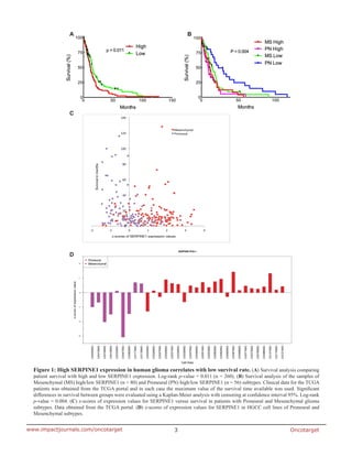 Oncotarget3www.impactjournals.com/oncotarget
Figure 1: High SERPINE1 expression in human glioma correlates with low survival rate. (A) Survival analysis comparing
patient survival with high and low SERPINE1 expression. Log-rank p-value = 0.011 (n = 260). (B) Survival analysis of the samples of
Mesenchymal (MS) high/low SERPINE1 (n = 80) and Proneural (PN) high/low SERPINE1 (n = 56) subtypes. Clinical data for the TCGA
patients was obtained from the TCGA portal and in each case the maximum value of the survival time available was used. Significant
differences in survival between groups were evaluated using a Kaplan-Meier analysis with censoring at confidence interval 95%. Log-rank
p-value = 0.004. (C) z-scores of expression values for SERPINE1 versus survival in patients with Proneural and Mesenchymal glioma
subtypes. Data obtained from the TCGA portal. (D) z-scores of expression values for SERPINE1 in HGCC cell lines of Proneural and
Mesenchymal subtypes.
 