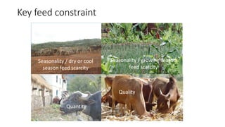 Mapping livestock feed resources and targeting technologies: Making the most of FEAST and TechFit 