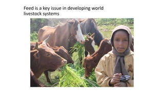 Mapping livestock feed resources and targeting technologies: Making the most of FEAST and TechFit 