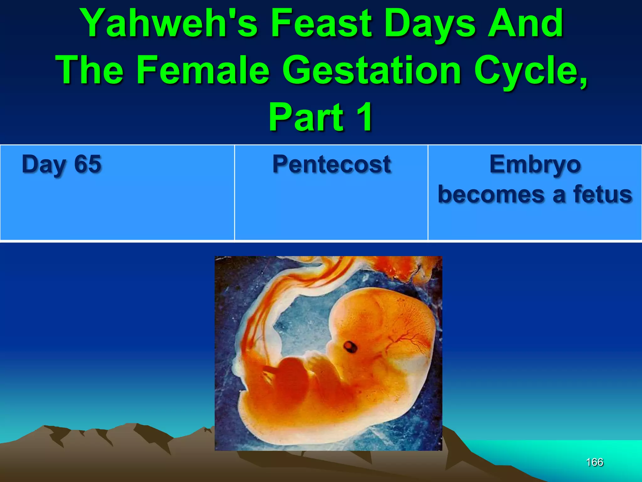 Yahweh's Feast Days And
The Female Gestation Cycle,
Part 1
166
Day 65 Pentecost Embryo
becomes a fetus
 