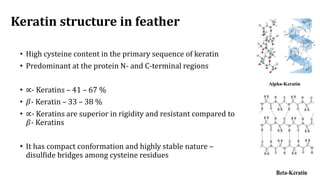 Keratin structure in feather
• High cysteine content in the primary sequence of keratin
• Predominant at the protein N- an...
