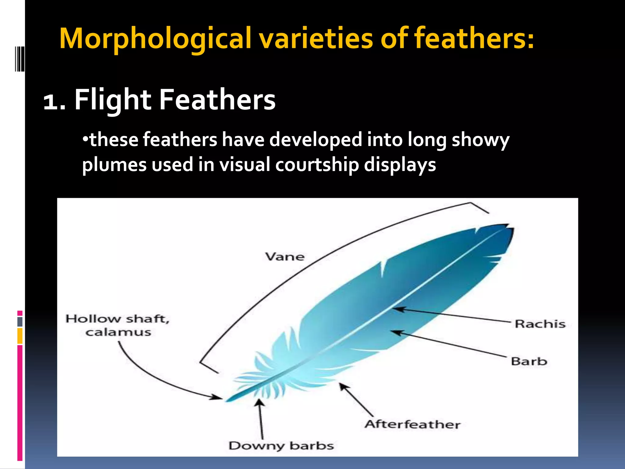 Morphological varieties of feathers:
1. Flight Feathers
   •these feathers have developed into long showy
   plumes used in visual courtship displays
 