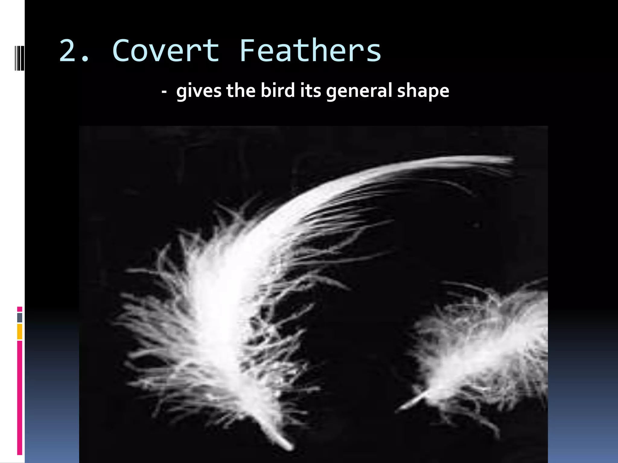 2. Covert Feathers
     - gives the bird its general shape
 