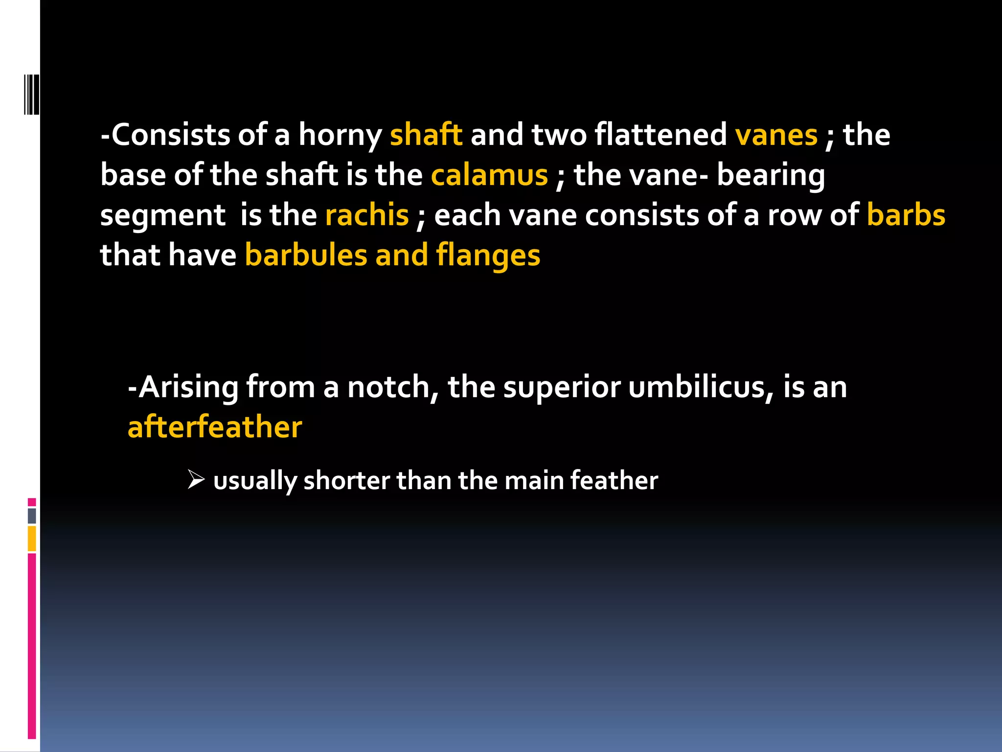 -Consists of a horny shaft and two flattened vanes ; the
base of the shaft is the calamus ; the vane- bearing
segment is the rachis ; each vane consists of a row of barbs
that have barbules and flanges


 -Arising from a notch, the superior umbilicus, is an
 afterfeather
       usually shorter than the main feather
 