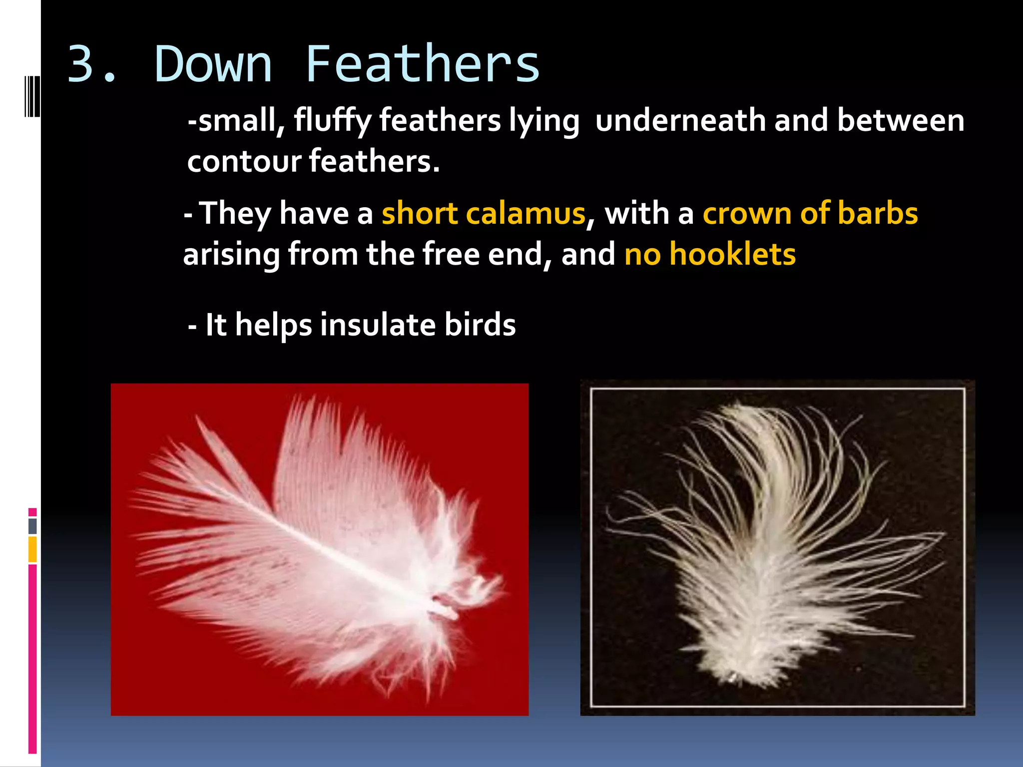3. Down Feathers
    -small, fluffy feathers lying underneath and between
    contour feathers.
   - They have a short calamus, with a crown of barbs
   arising from the free end, and no hooklets

    - It helps insulate birds
 