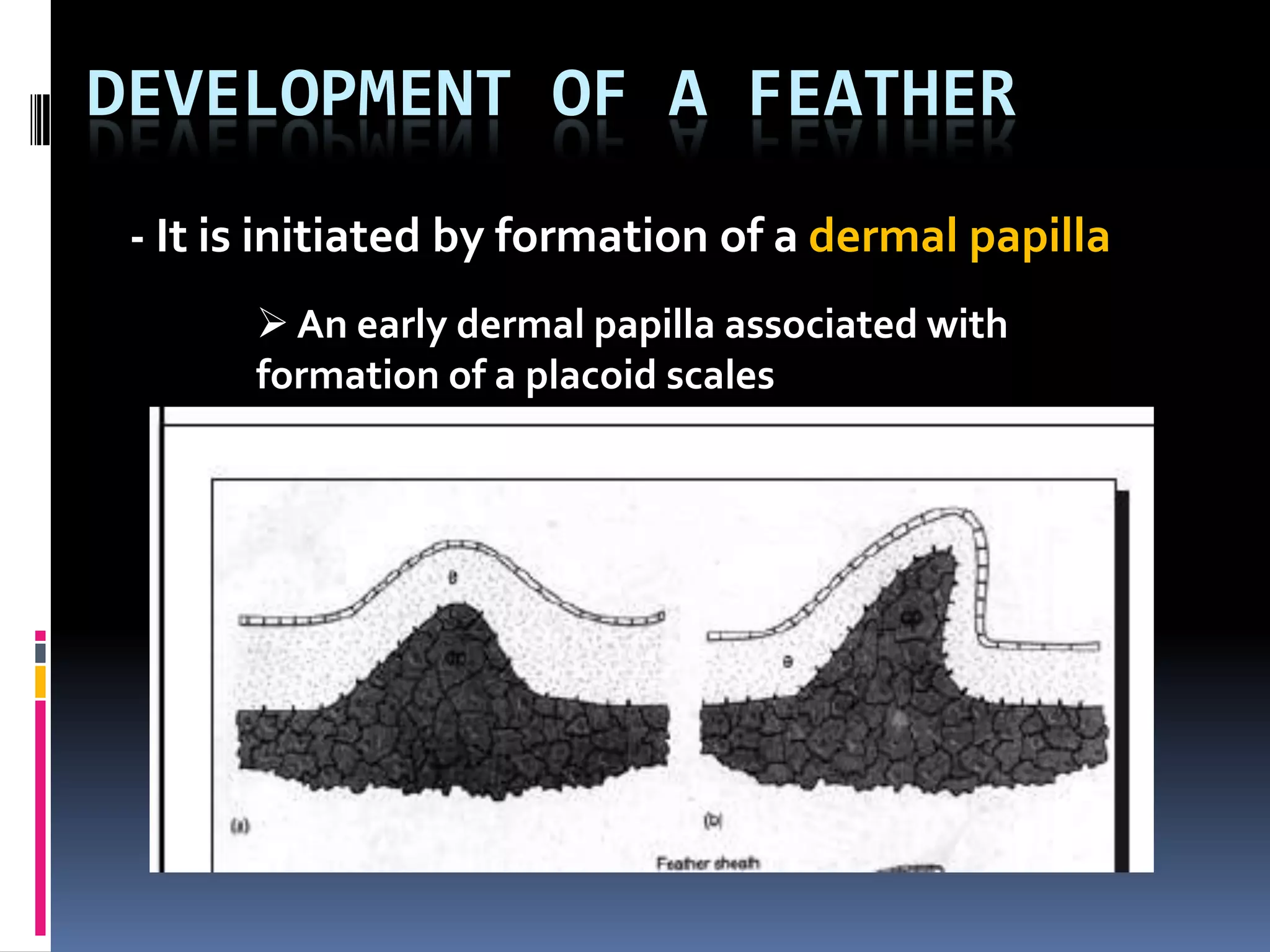 DEVELOPMENT OF A FEATHER
 - It is initiated by formation of a dermal papilla
        An early dermal papilla associated with
       formation of a placoid scales
 