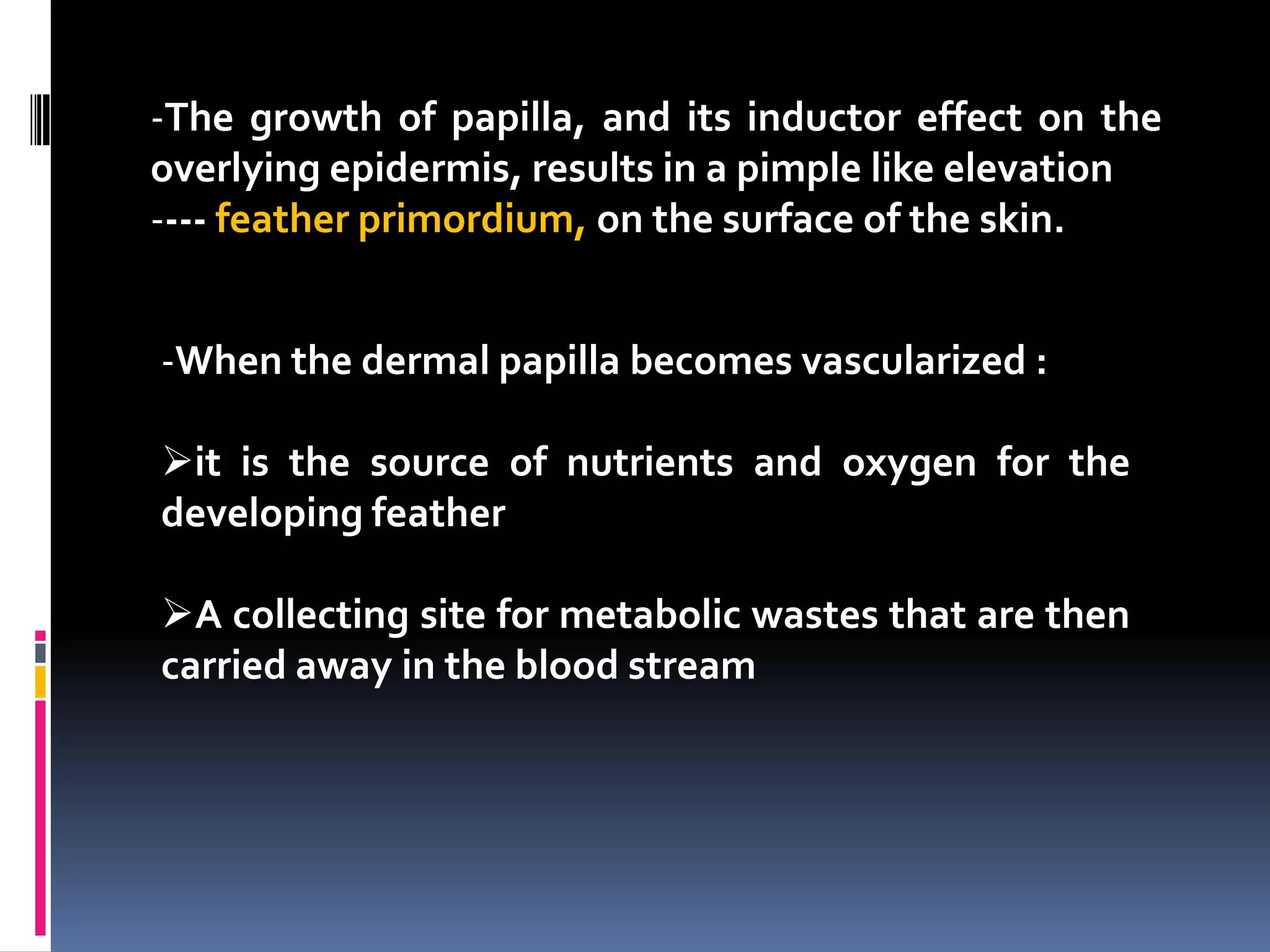 -The growth of papilla, and its inductor effect on the
overlying epidermis, results in a pimple like elevation
---- feather primordium, on the surface of the skin.


-When the dermal papilla becomes vascularized :

it is the source of nutrients and oxygen for the
developing feather

A collecting site for metabolic wastes that are then
carried away in the blood stream
 