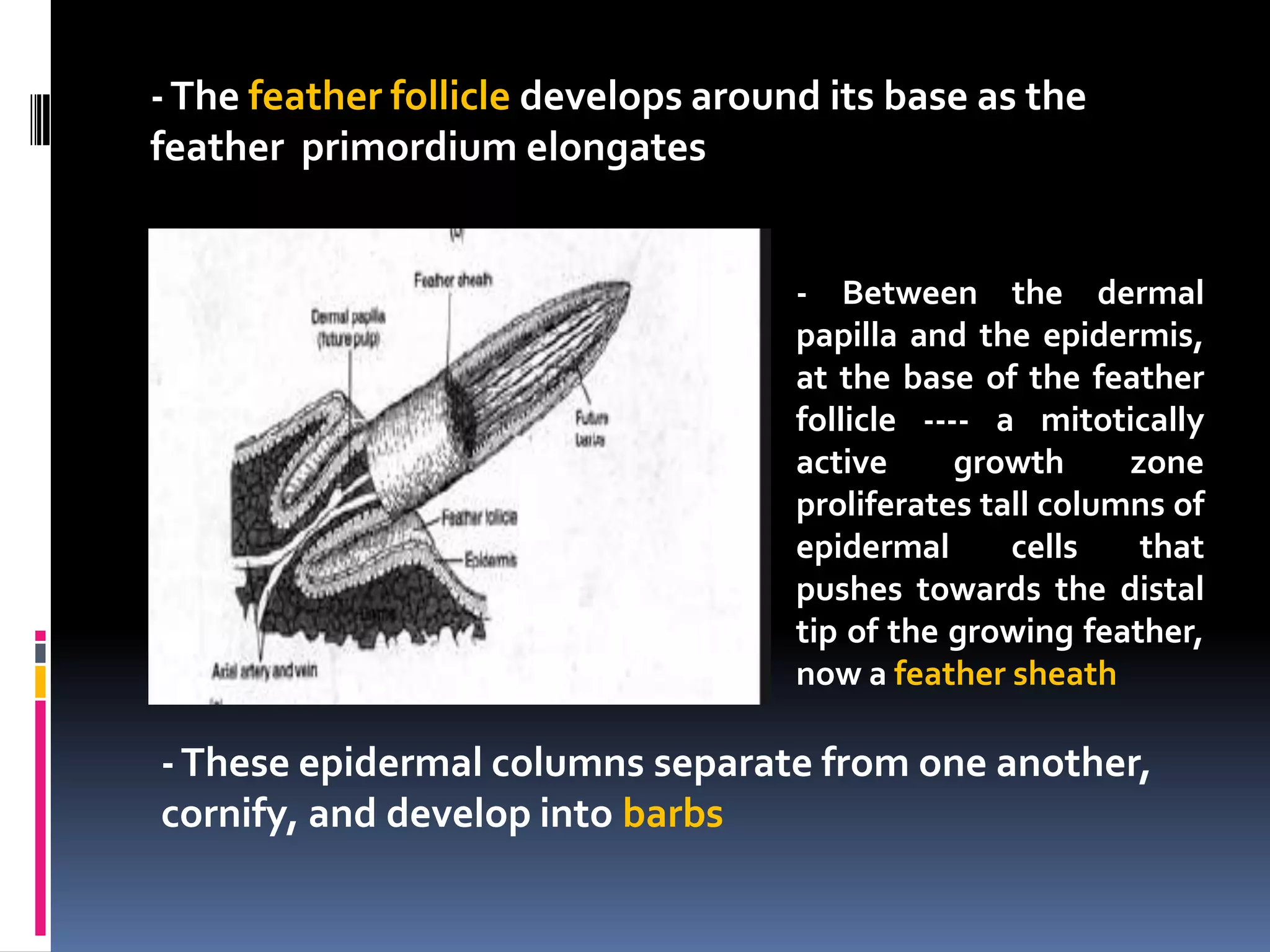 - The feather follicle develops around its base as the
feather primordium elongates


                                     - Between the dermal
                                     papilla and the epidermis,
                                     at the base of the feather
                                     follicle ---- a mitotically
                                     active      growth     zone
                                     proliferates tall columns of
                                     epidermal      cells    that
                                     pushes towards the distal
                                     tip of the growing feather,
                                     now a feather sheath

- These epidermal columns separate from one another,
cornify, and develop into barbs
 