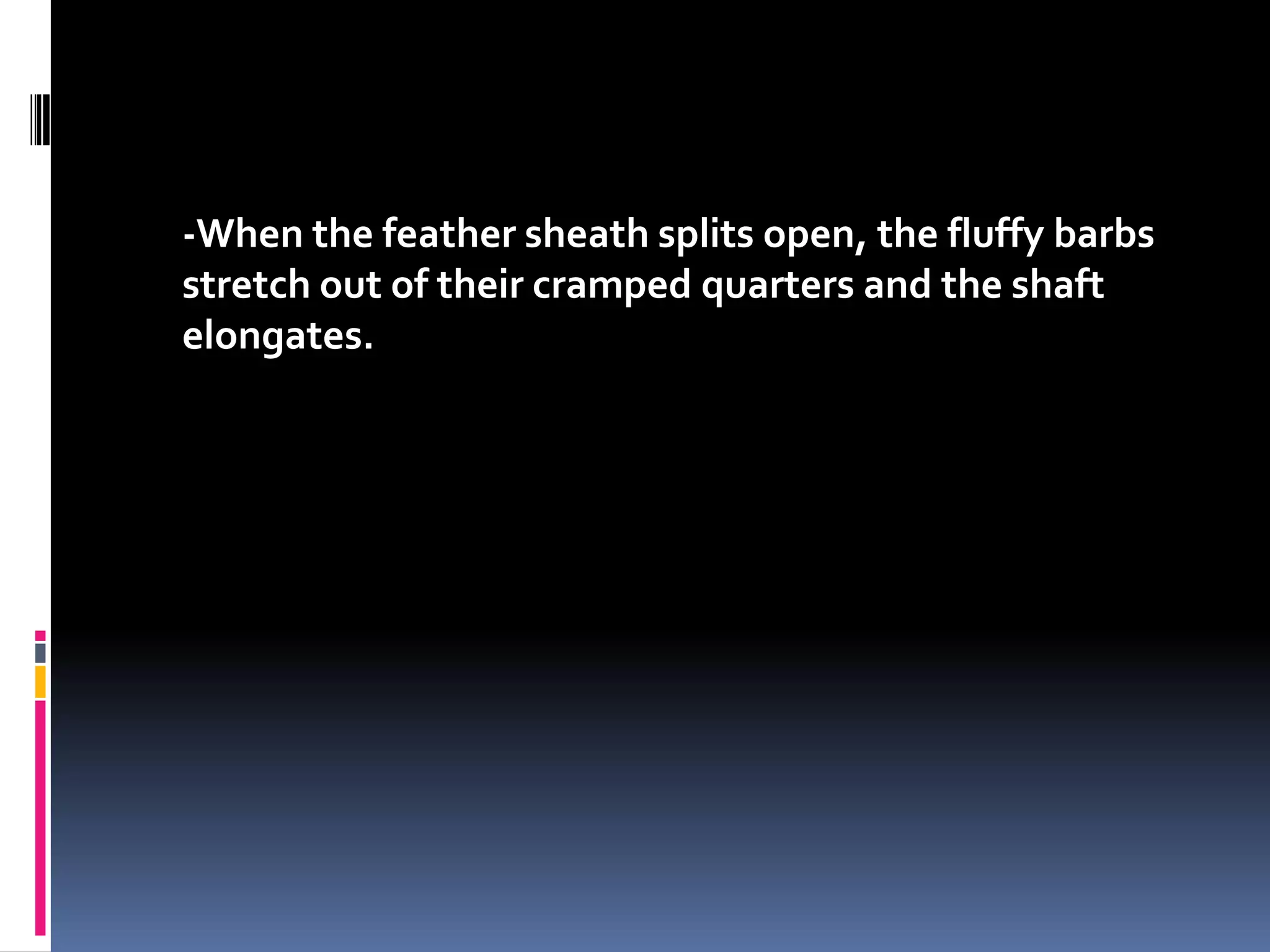 -When the feather sheath splits open, the fluffy barbs
stretch out of their cramped quarters and the shaft
elongates.
 