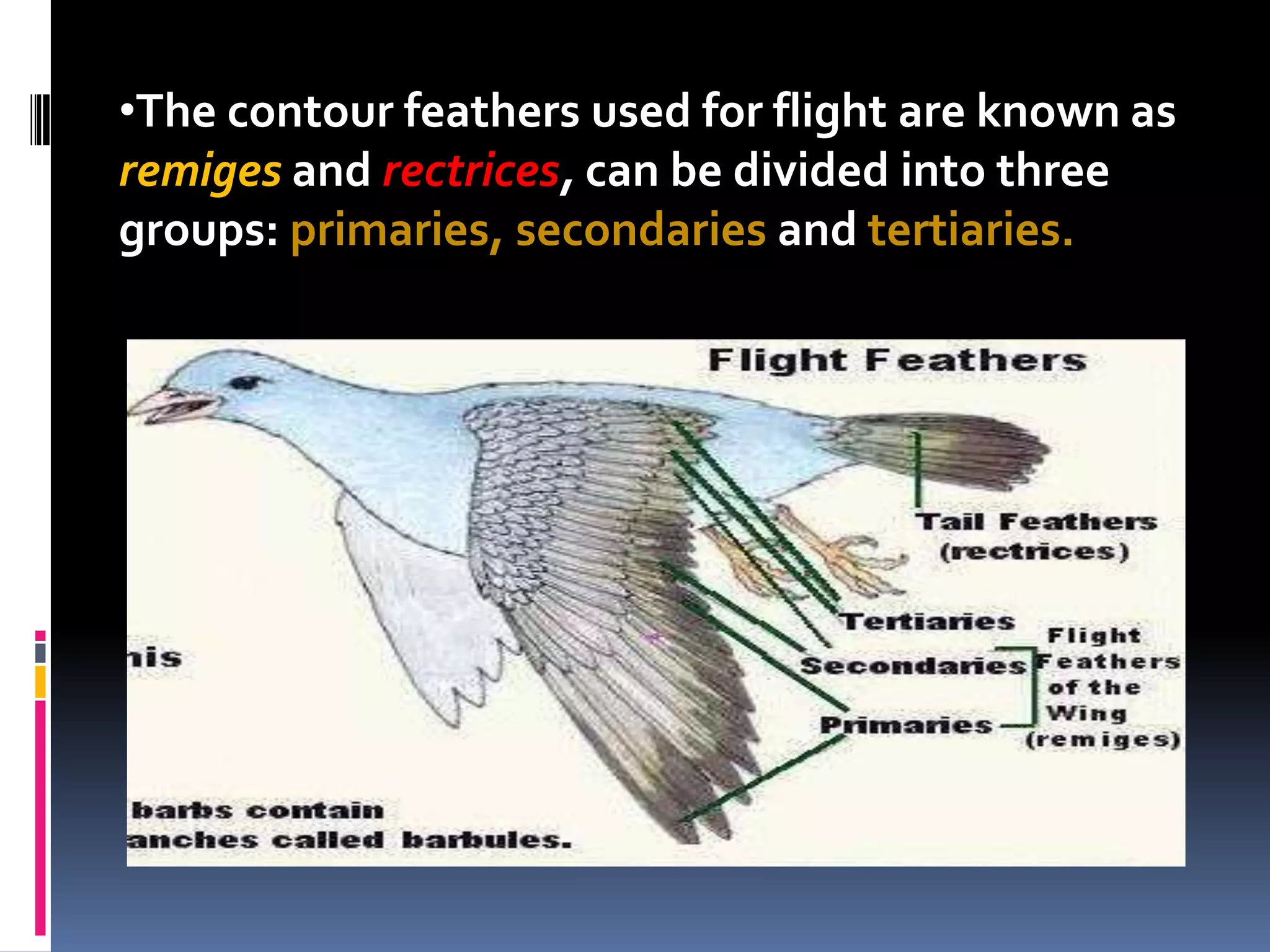•The contour feathers used for flight are known as
remiges and rectrices, can be divided into three
groups: primaries, secondaries and tertiaries.
 
