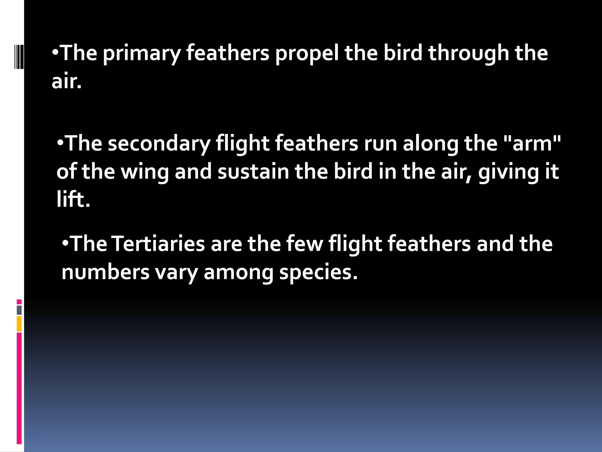 •The primary feathers propel the bird through the
air.

•The secondary flight feathers run along the "arm"
of the wing and sustain the bird in the air, giving it
lift.
•The Tertiaries are the few flight feathers and the
numbers vary among species.
 