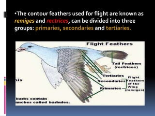Rectrices Feathers | PPTX