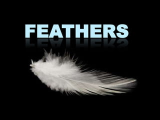 FEATHERS
 