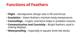 Functions of Feathers
• Flight – Aerodynamic design aids in lift and thrust.
• Insulation – Down feathers maintain body temperature.
• Camouflage – Cryptic coloration helps in predator evasion.
• Communication and Courtship – Bright feathers used in
mating displays.
• Waterproofing – Especially in aquatic birds like ducks.
 