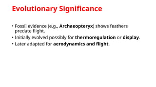 Evolutionary Significance
• Fossil evidence (e.g., Archaeopteryx) shows feathers
predate flight.
• Initially evolved possibly for thermoregulation or display.
• Later adapted for aerodynamics and flight.
 