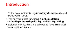 Introduction
• Feathers are unique integumentary derivatives found
exclusively in birds.
• They serve multiple functions: flight, insulation,
camouflage, courtship display, and waterproofing.
• Evolutionarily, feathers are believed to have originated
from reptilian scales
 