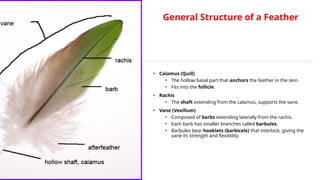General Structure of a Feather
• Calamus (Quill)
• The hollow basal part that anchors the feather in the skin.
• Fits into the follicle.
• Rachis
• The shaft extending from the calamus, supports the vane.
• Vane (Vexillum)
• Composed of barbs extending laterally from the rachis.
• Each barb has smaller branches called barbules.
• Barbules bear hooklets (barbicels) that interlock, giving the
vane its strength and flexibility.
 