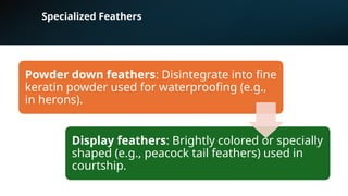Specialized Feathers
Powder down feathers: Disintegrate into fine
keratin powder used for waterproofing (e.g.,
in herons).
Display feathers: Brightly colored or specially
shaped (e.g., peacock tail feathers) used in
courtship.
 