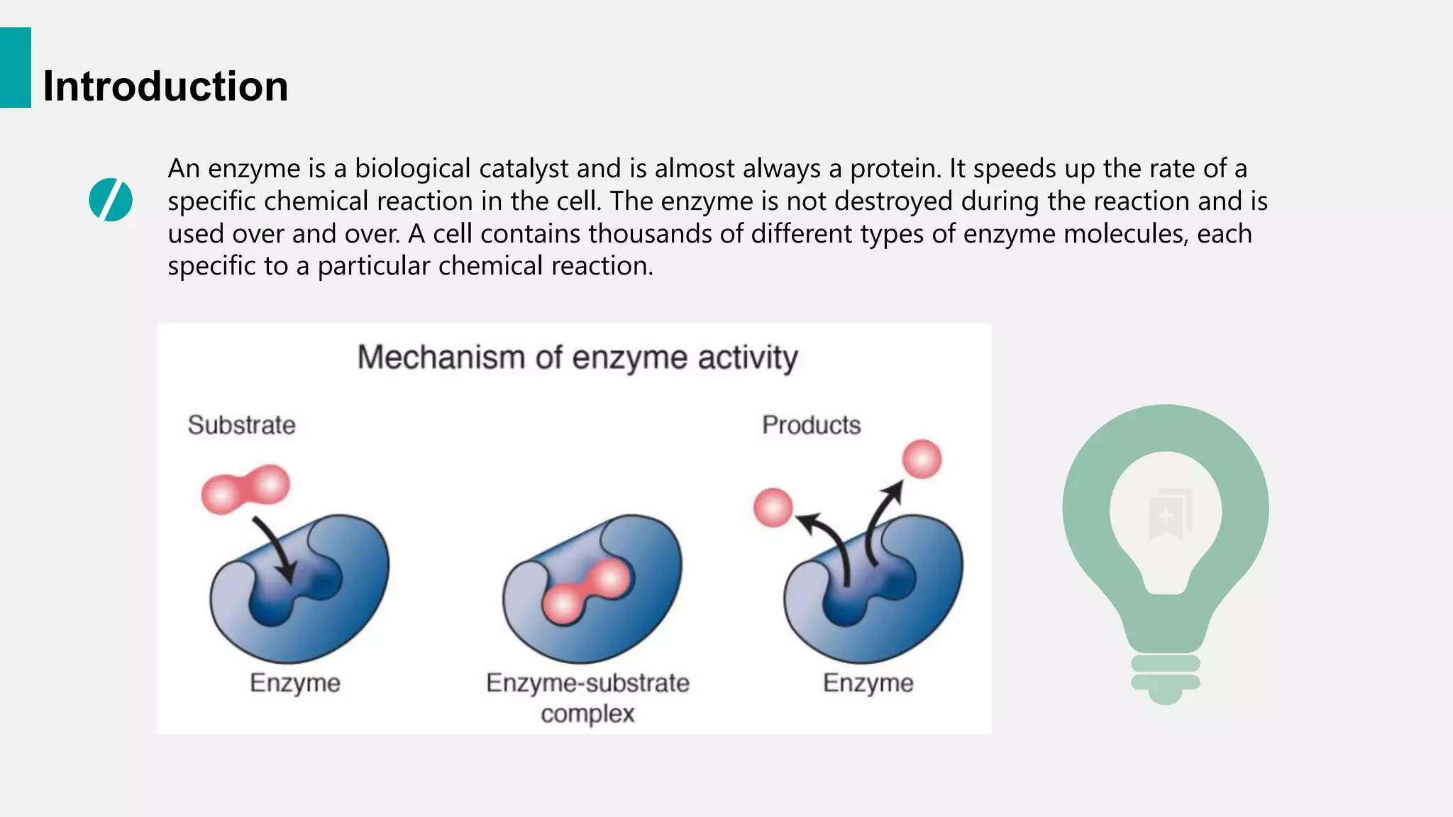 Introduction
An enzyme is a biological catalyst and is almost always a protein. It speeds up the rate of a
specific chemical reaction in the cell. The enzyme is not destroyed during the reaction and is
used over and over. A cell contains thousands of different types of enzyme molecules, each
specific to a particular chemical reaction.
 