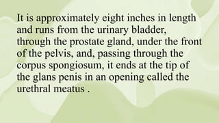 It is approximately eight inches in length
and runs from the urinary bladder,
through the prostate gland, under the front
of the pelvis, and, passing through the
corpus spongiosum, it ends at the tip of
the glans penis in an opening called the
urethral meatus .
 