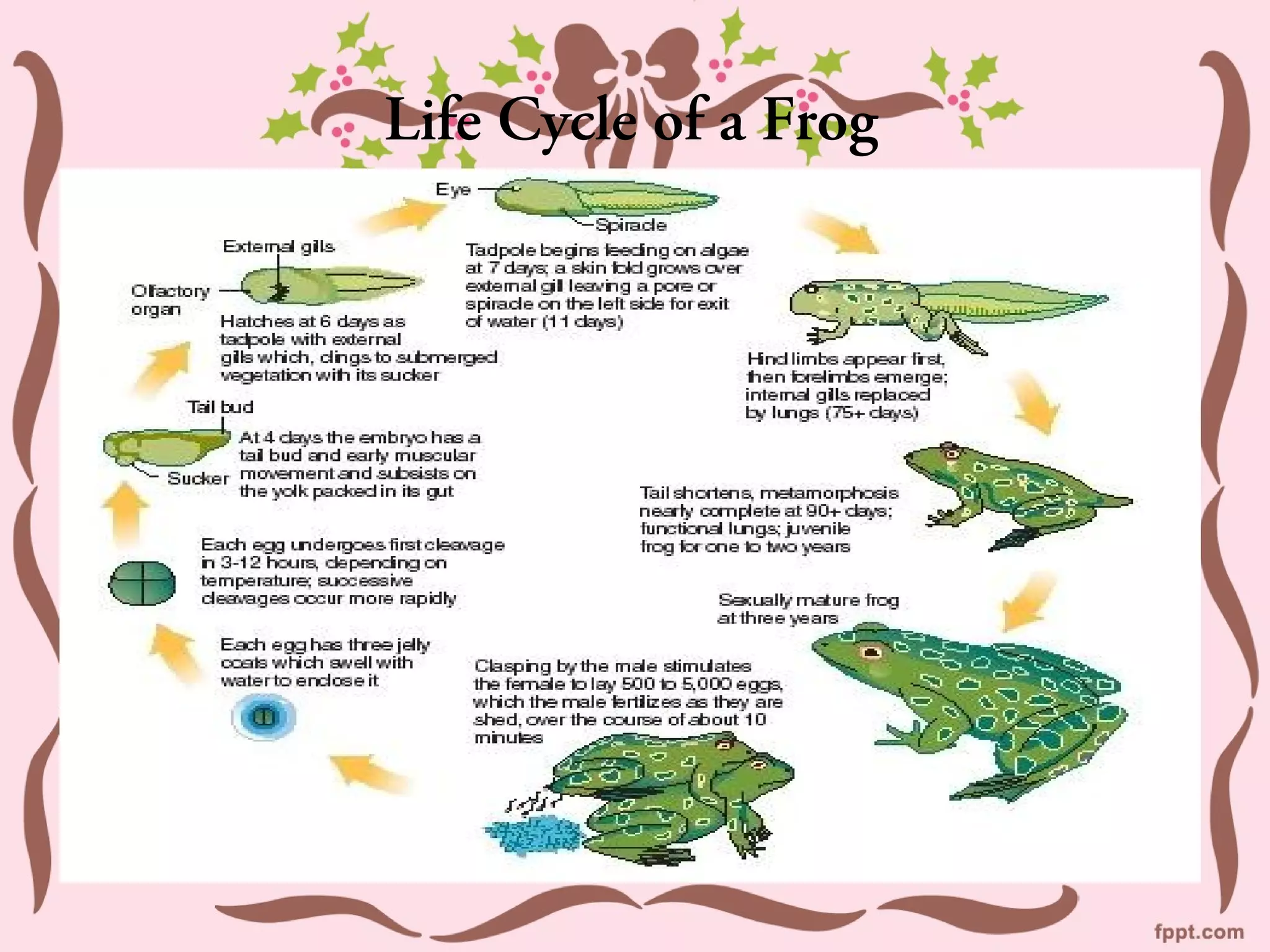 Life Cycle of a Frog
 
