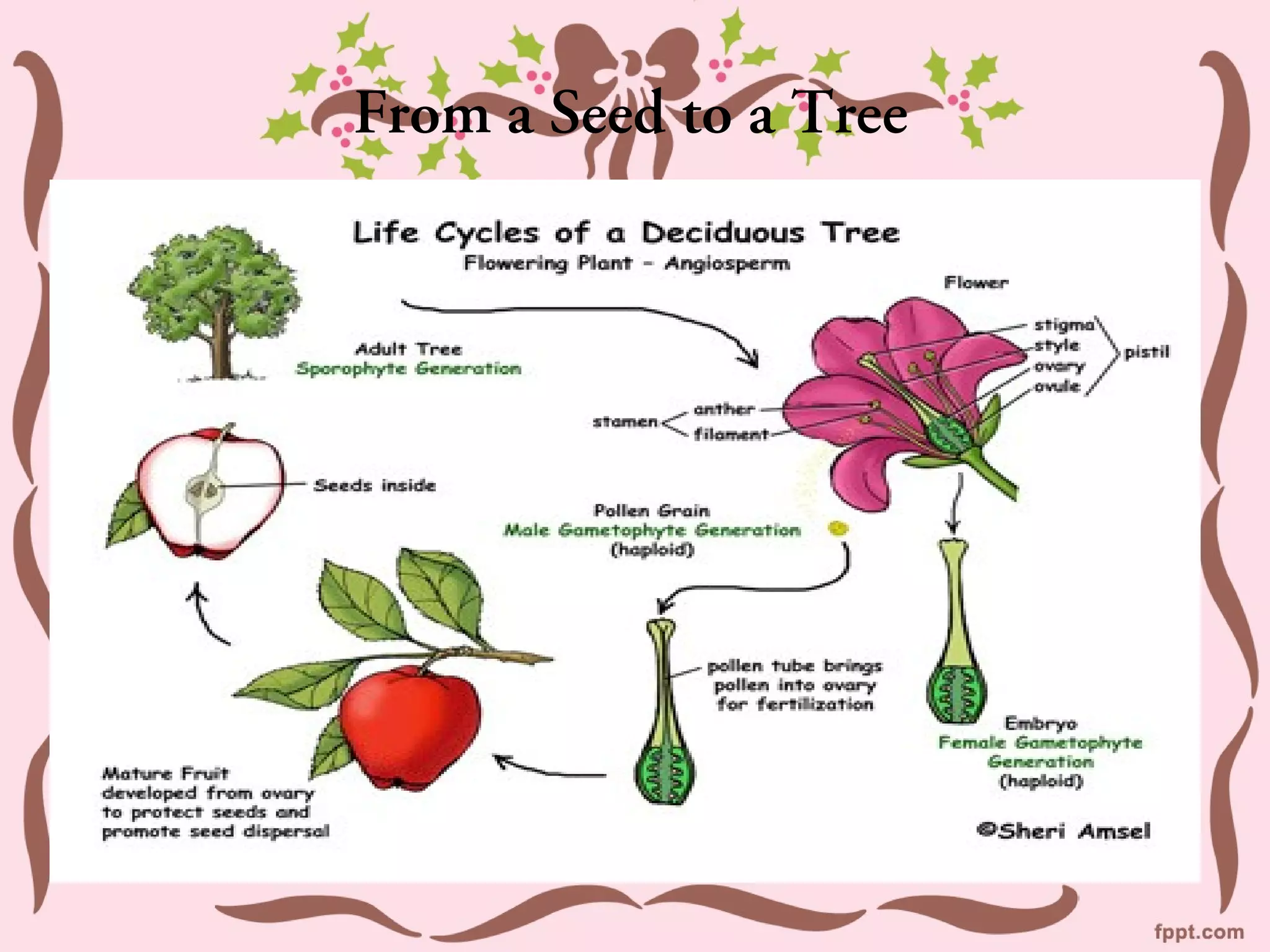 From a Seed to a Tree
 