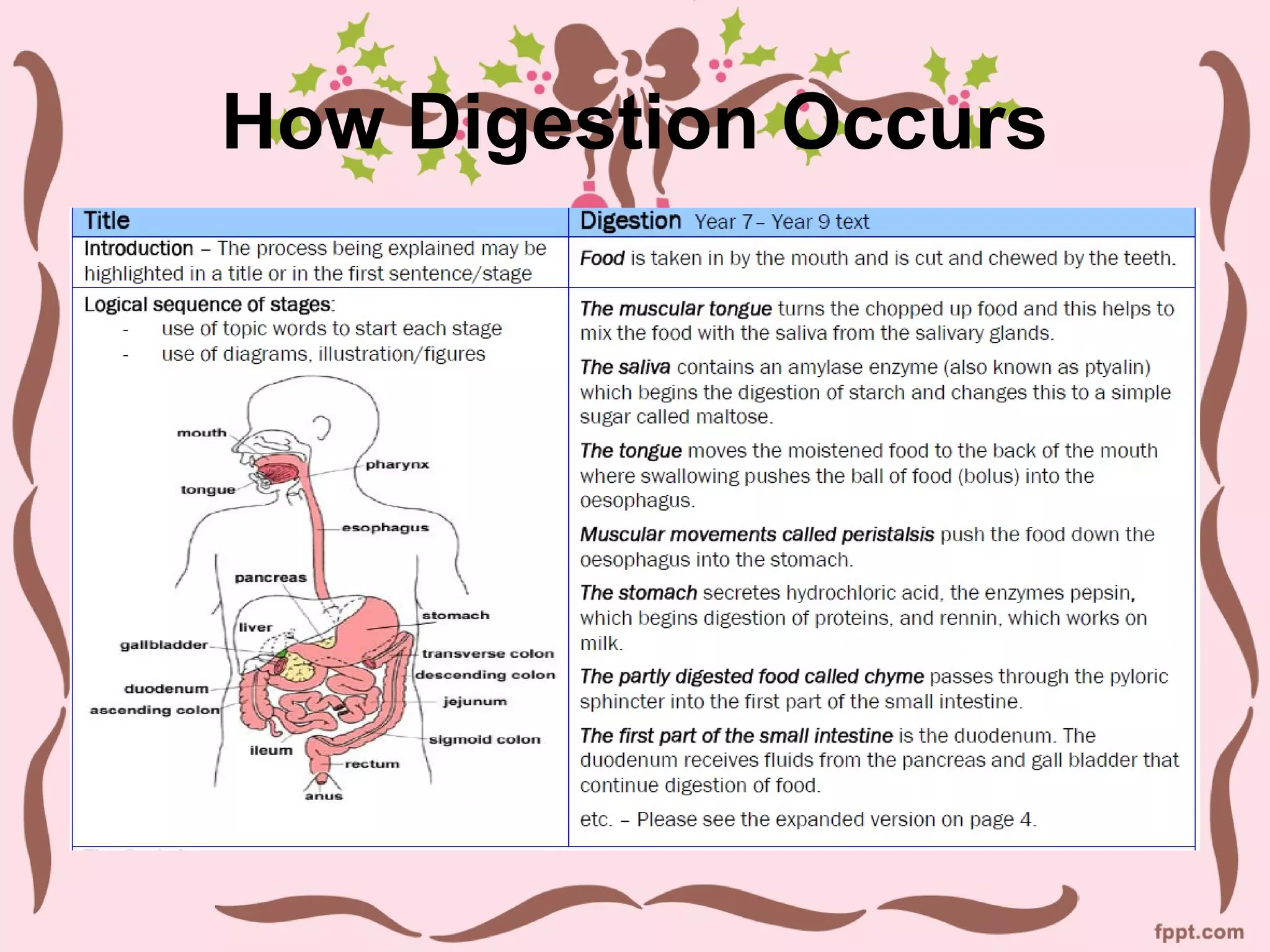 How Digestion Occurs
 