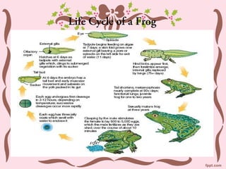 Life Cycle of a Frog
 