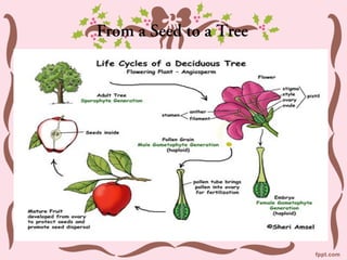 From a Seed to a Tree
 