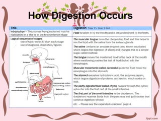 How Digestion Occurs
 