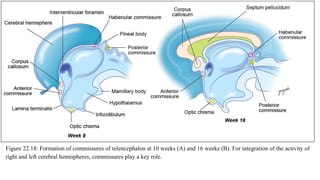 Features of human embryology by dr yogesh | PPTX